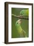 Orange-Chinned Parakeets (Brotogeris Jugularis) Interacting, Northern Costa Rica, Central America-Suzi Eszterhas-Framed Photographic Print