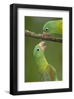 Orange-Chinned Parakeets (Brotogeris Jugularis) Interacting, Northern Costa Rica, Central America-Suzi Eszterhas-Framed Photographic Print
