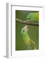 Orange-Chinned Parakeets (Brotogeris Jugularis) Interacting, Northern Costa Rica, Central America-Suzi Eszterhas-Framed Photographic Print