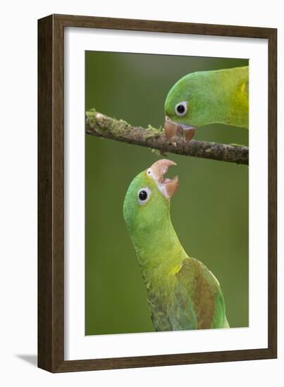 Orange-Chinned Parakeets (Brotogeris Jugularis) Interacting, Northern Costa Rica, Central America-Suzi Eszterhas-Framed Photographic Print