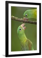 Orange-Chinned Parakeets (Brotogeris Jugularis) Interacting, Northern Costa Rica, Central America-Suzi Eszterhas-Framed Photographic Print