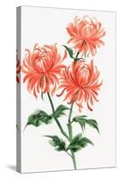 Orange Chrysanthemum-Surovtseva-Stretched Canvas