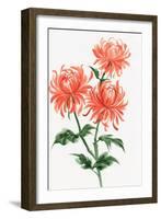 Orange Chrysanthemum-Surovtseva-Framed Art Print