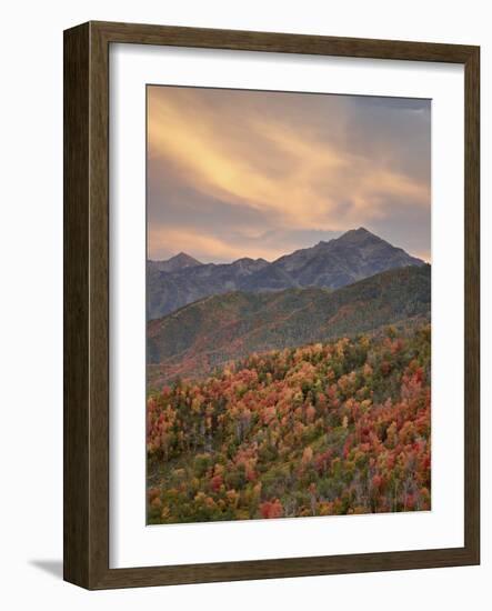 Orange Clouds at Sunset over Orange and Red Maples in the Fall, Uinta National Forest, Utah, USA-James Hager-Framed Photographic Print