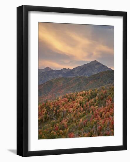 Orange Clouds at Sunset over Orange and Red Maples in the Fall, Uinta National Forest, Utah, USA-James Hager-Framed Photographic Print