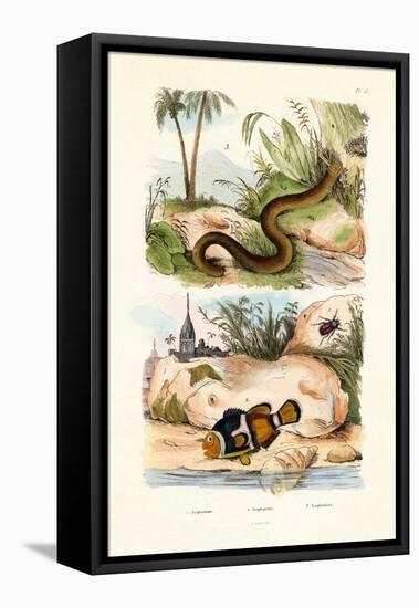 Orange Clownfish, 1833-39-null-Framed Stretched Canvas