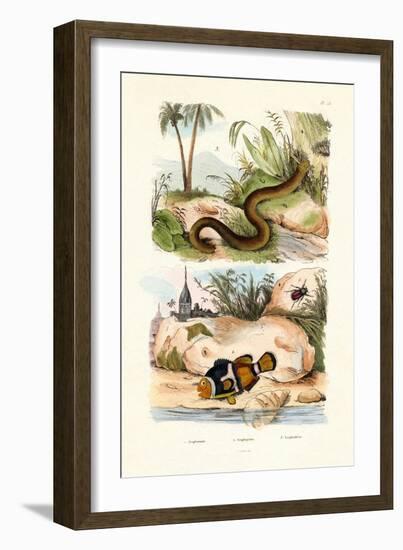 Orange Clownfish, 1833-39-null-Framed Giclee Print