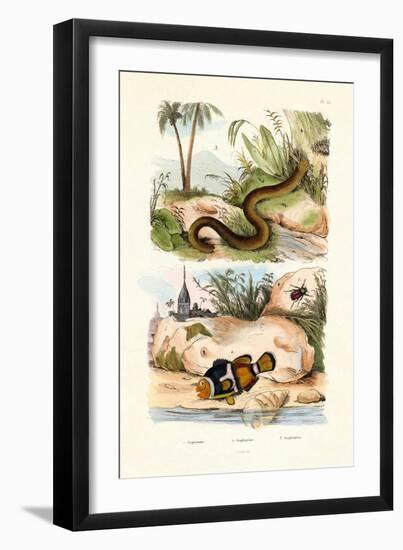 Orange Clownfish, 1833-39-null-Framed Giclee Print