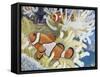 Orange Clownfish (Amphiprion Percula), Pomacentridae-null-Framed Stretched Canvas