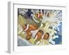 Orange Clownfish (Amphiprion Percula), Pomacentridae-null-Framed Giclee Print