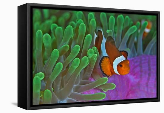 Orange Clownfish on Magnificent Anemone-Howard Chew-Framed Stretched Canvas