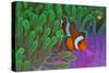 Orange Clownfish on Magnificent Anemone-Howard Chew-Stretched Canvas