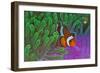 Orange Clownfish on Magnificent Anemone-Howard Chew-Framed Photographic Print