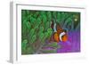 Orange Clownfish on Magnificent Anemone-Howard Chew-Framed Photographic Print