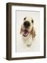 Orange Cocker Spaniel, 1 Year, Looking Up at Camera-Mark Taylor-Framed Photographic Print