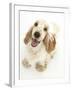 Orange Cocker Spaniel, 1 Year, Looking Up-Mark Taylor-Framed Photographic Print