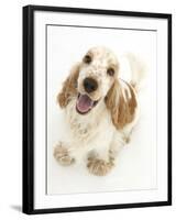 Orange Cocker Spaniel, 1 Year, Looking Up-Mark Taylor-Framed Photographic Print