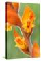 orange colored dichromanthus orchid in flower, mexico-claudio contreras-Stretched Canvas