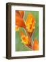 orange colored dichromanthus orchid in flower, mexico-claudio contreras-Framed Photographic Print