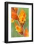 orange colored dichromanthus orchid in flower, mexico-claudio contreras-Framed Photographic Print