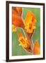 orange colored dichromanthus orchid in flower, mexico-claudio contreras-Framed Photographic Print