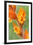 orange colored dichromanthus orchid in flower, mexico-claudio contreras-Framed Photographic Print