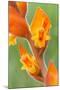 orange colored dichromanthus orchid in flower, mexico-claudio contreras-Mounted Photographic Print