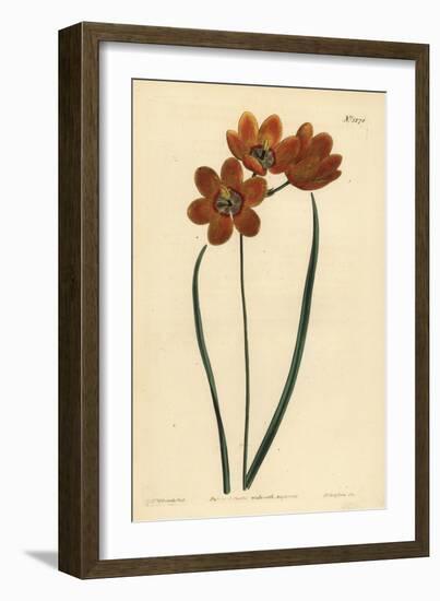 Orange Coloured Monadelphous Ixia, Ixia Monadelpha-Sydenham Teast Edwards-Framed Giclee Print