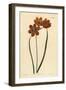 Orange Coloured Monadelphous Ixia, Ixia Monadelpha-Sydenham Teast Edwards-Framed Giclee Print