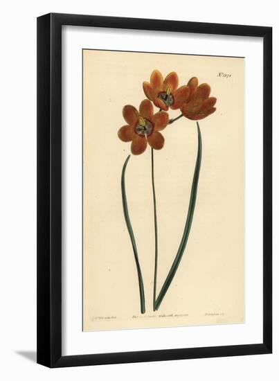 Orange Coloured Monadelphous Ixia, Ixia Monadelpha-Sydenham Teast Edwards-Framed Giclee Print