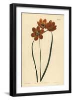 Orange Coloured Monadelphous Ixia, Ixia Monadelpha-Sydenham Teast Edwards-Framed Giclee Print