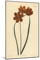 Orange Coloured Monadelphous Ixia, Ixia Monadelpha-Sydenham Teast Edwards-Mounted Giclee Print