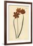 Orange Coloured Monadelphous Ixia, Ixia Monadelpha-Sydenham Teast Edwards-Framed Giclee Print