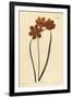 Orange Coloured Monadelphous Ixia, Ixia Monadelpha-Sydenham Teast Edwards-Framed Giclee Print