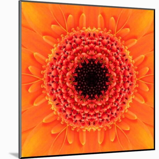 Orange Concentric Flower Center: Mandala Kaleidoscopic Design-tr3gi-Mounted Art Print