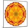 Orange Concentric Marigold Mandala Flower-tr3gi-Mounted Art Print