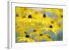 Orange Coneflower, Perennial Coneflower, Rudbeckia Fulgida-Andreas Keil-Framed Photographic Print