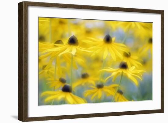 Orange Coneflower, Perennial Coneflower, Rudbeckia Fulgida-Andreas Keil-Framed Photographic Print