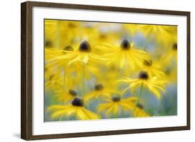 Orange Coneflower, Perennial Coneflower, Rudbeckia Fulgida-Andreas Keil-Framed Photographic Print