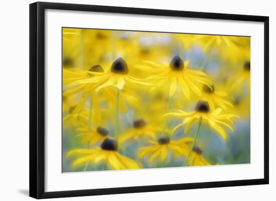 Orange Coneflower, Perennial Coneflower, Rudbeckia Fulgida-Andreas Keil-Framed Photographic Print