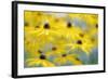 Orange Coneflower, Perennial Coneflower, Rudbeckia Fulgida-Andreas Keil-Framed Photographic Print