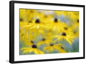 Orange Coneflower, Perennial Coneflower, Rudbeckia Fulgida-Andreas Keil-Framed Photographic Print