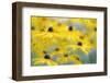 Orange Coneflower, Perennial Coneflower, Rudbeckia Fulgida-Andreas Keil-Framed Photographic Print