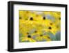 Orange Coneflower, Perennial Coneflower, Rudbeckia Fulgida-Andreas Keil-Framed Photographic Print