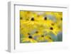 Orange Coneflower, Perennial Coneflower, Rudbeckia Fulgida-Andreas Keil-Framed Photographic Print