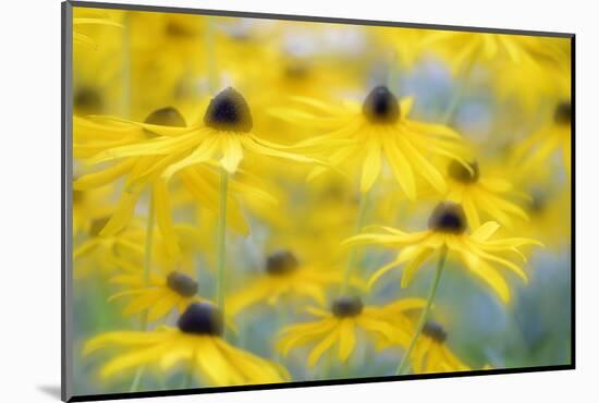 Orange Coneflower, Perennial Coneflower, Rudbeckia Fulgida-Andreas Keil-Mounted Photographic Print