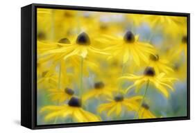 Orange Coneflower, Perennial Coneflower, Rudbeckia Fulgida-Andreas Keil-Framed Stretched Canvas