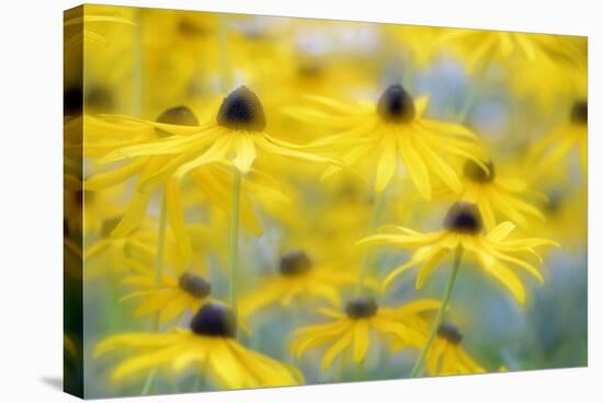 Orange Coneflower, Perennial Coneflower, Rudbeckia Fulgida-Andreas Keil-Stretched Canvas