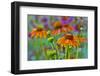 Orange coneflower with backdrop of purple painted tongue.-Darrell Gulin-Framed Photographic Print