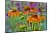 Orange coneflower with backdrop of purple painted tongue.-Darrell Gulin-Mounted Photographic Print